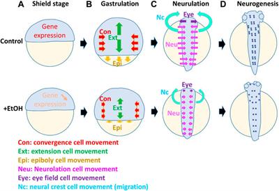 Zebrafish as a Model for Fetal Alcohol Spectrum Disorders